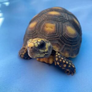 Yellow Footed Tortoise For Sale