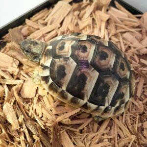Baby Hermann Tortoise For Sale