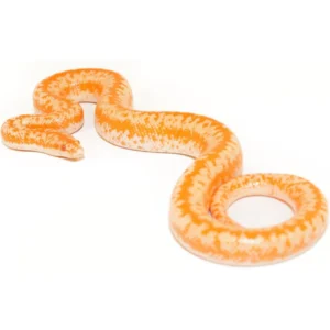 Albino Rosy Boas for Sale