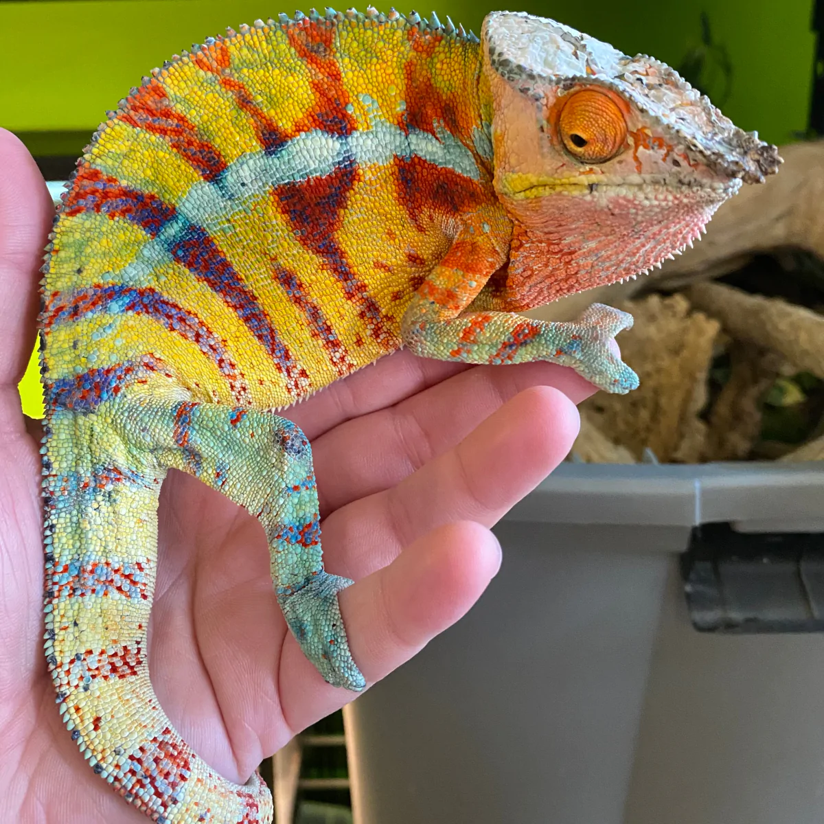 Madagascar Panther Chameleon For Sale