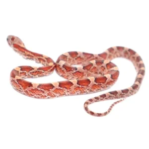 Blood Red Corn Snakes for Sale