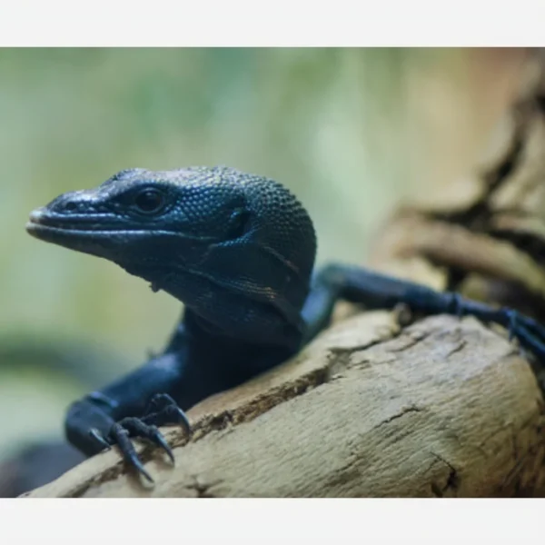 Black Tree Monitors for Sale