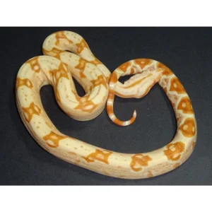 Sunglow Boas For Sale