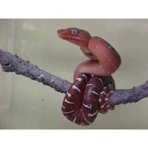 Red Emerald Tree Boa for Sale