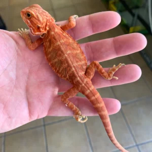 Red Hypo Translucent Bearded Dragons