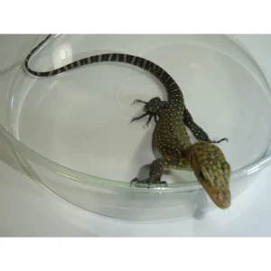 Yellow Monitor for sale