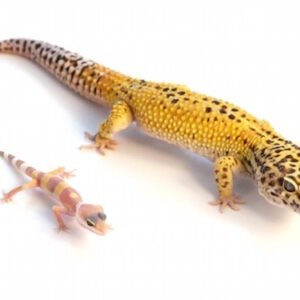 Giant Leopard Gecko for Sale