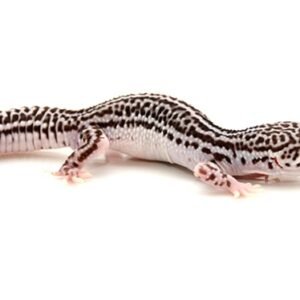 Super Snow Leopard Gecko for Sale
