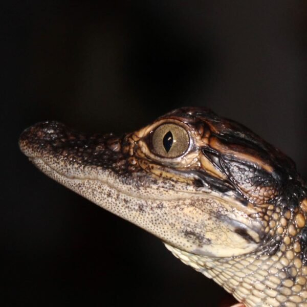 American Alligator For Sale