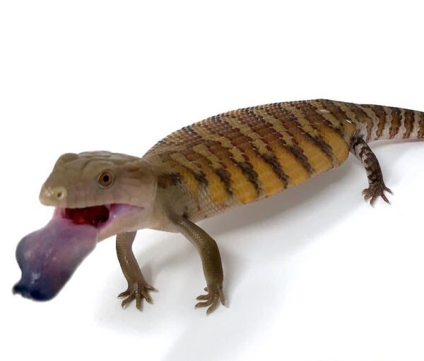 Blue Tongue Skink for Sale