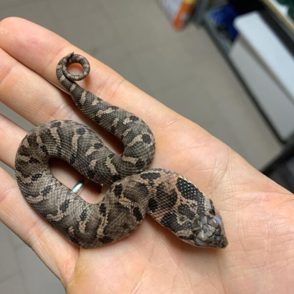 Eastern Hognose Snake for Sale