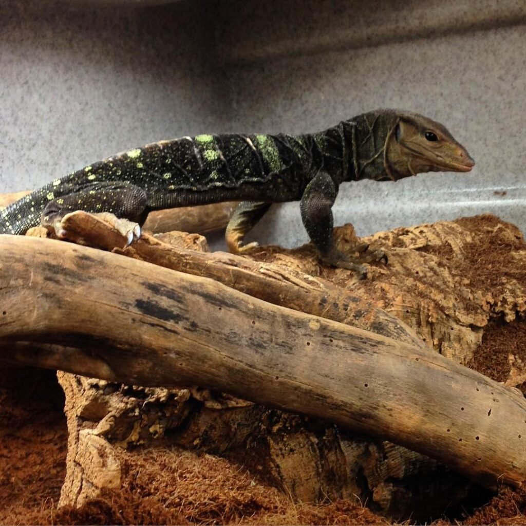 Spiny Necked Monitor for Sale