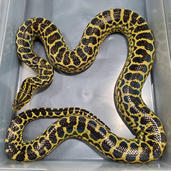 Yellow Anaconda for Sale