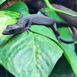 Black Tree Monitor for Sale