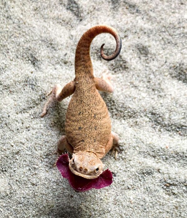 Toad Head Agama for Sale