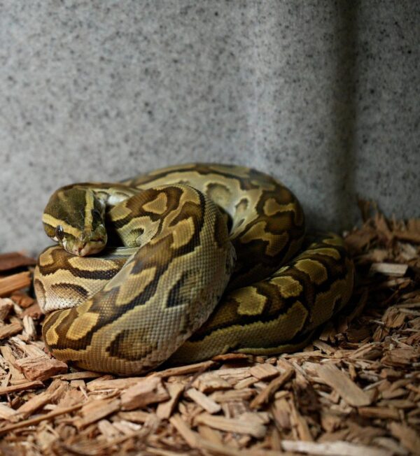African Rock Python for Sale