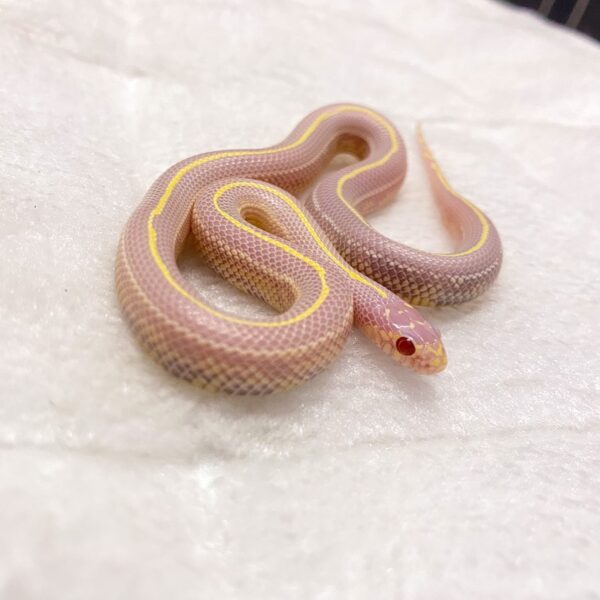 Albino California King Snake for Sale