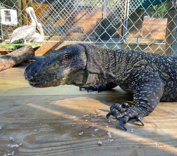 Crocodile Monitor for Sale