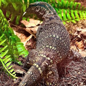 Black Roughneck Monitor for Sale
