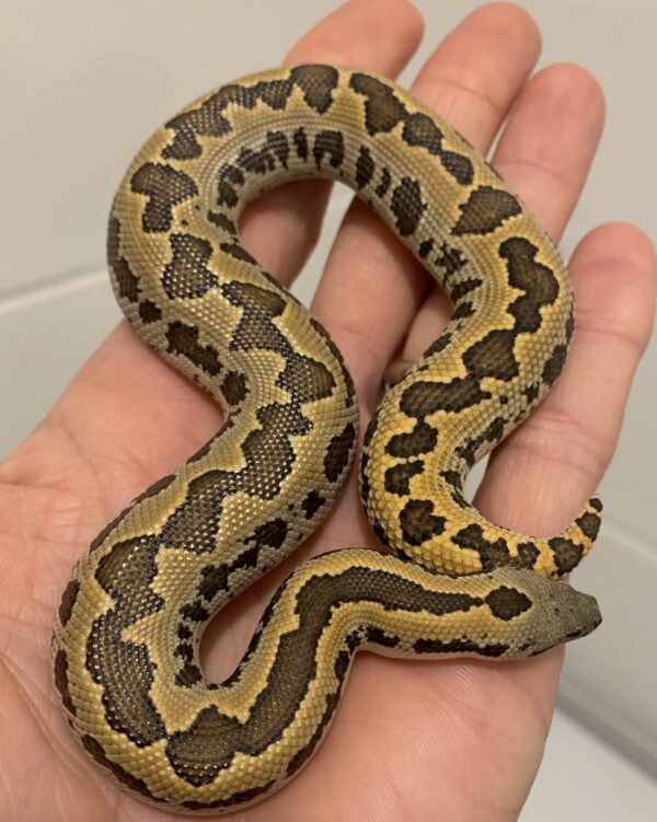 Rough Scaled Sand Boa for Sale