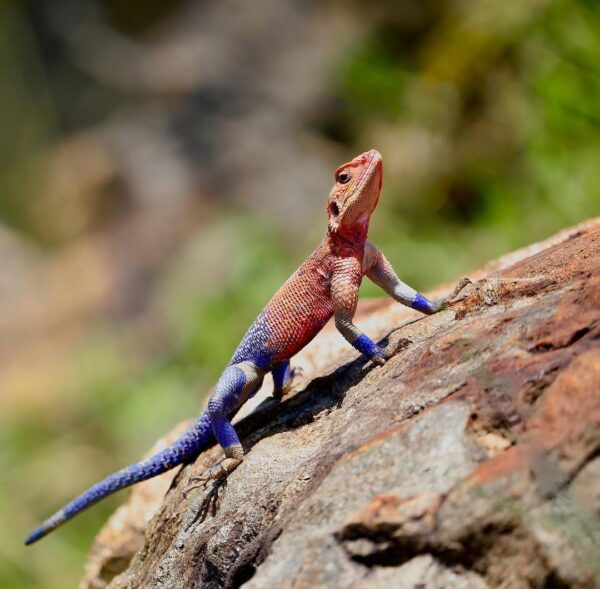 Spiderman Agama for Sale
