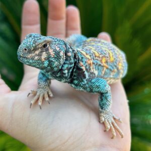 Ornate Uromastyx for Sale