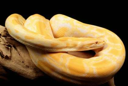 Albino Burmese Python for Sale