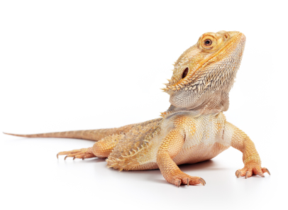 Adult Bearded Dragon for Sale