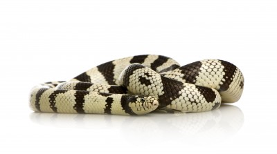 California King Snake for Sale
