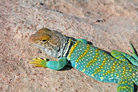 Eastern Collared Lizard for Sale