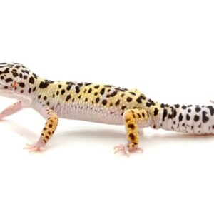 Leopard Gecko for Sale