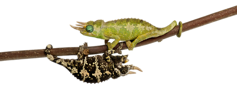 Mount Meru Jacksons Chameleon for Sale