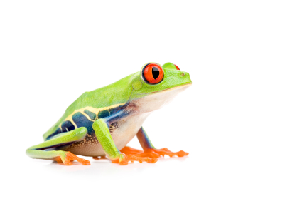 Red Eye Tree Frog for Sale