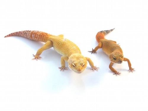 Super Giant Leopard Gecko for Sale