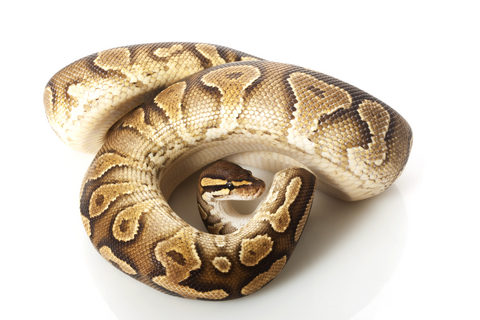 Yellow Bellied Ball Python for Sale