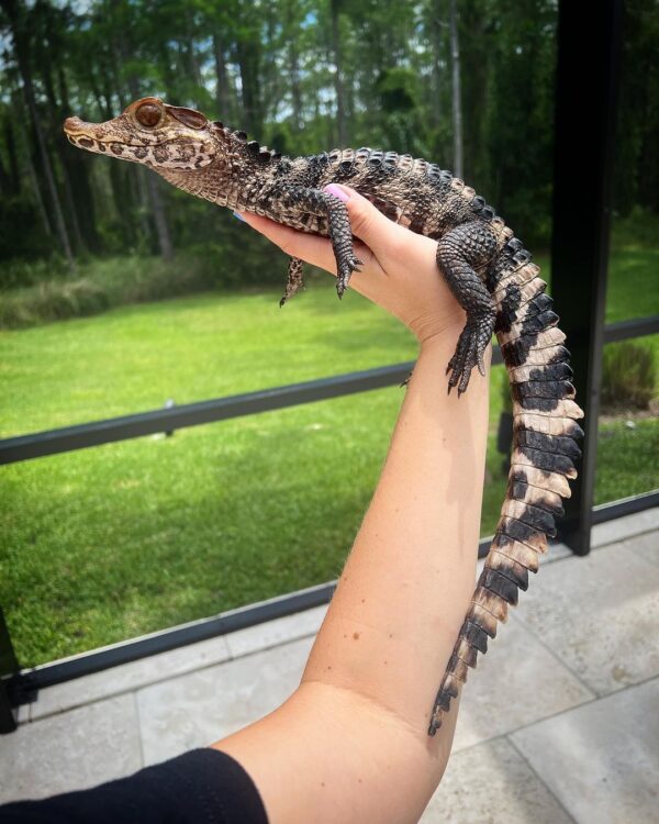 Juvenile Smooth Front Caiman for sale
