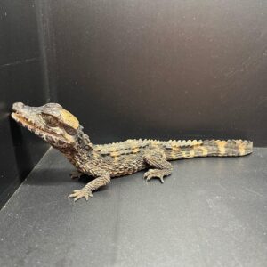 Smooth Front Caiman for sale