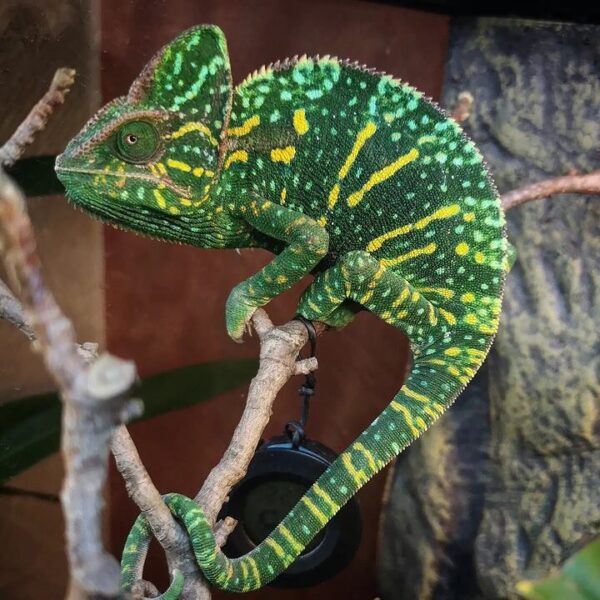 Sambava Panther Chameleon for sale