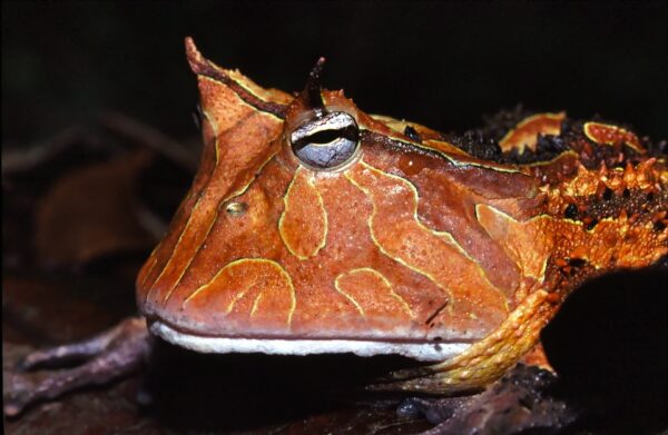 Red Suriname Horned Frog for sale