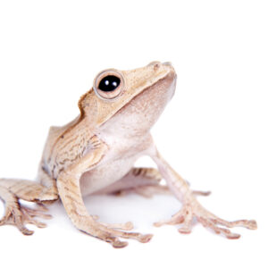 Borneo Eared Tree Frog for Sale