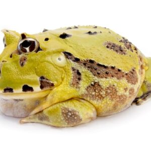 Brazilian Horned Frog for Sale