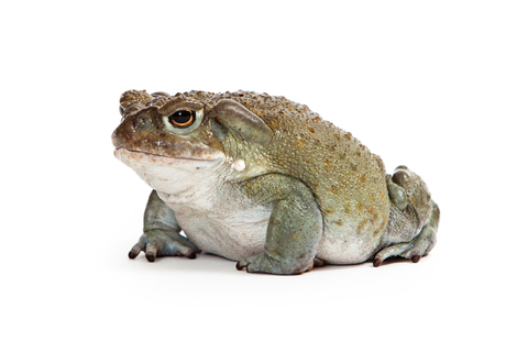 Colorado River Toad for Sale
