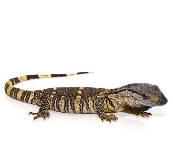 Blackthroat Monitor for sale