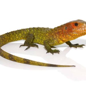 Caiman Lizard for sale