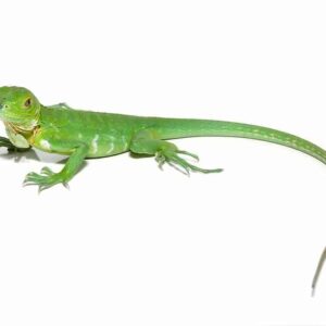 Lesser Antillean Iguana for sale