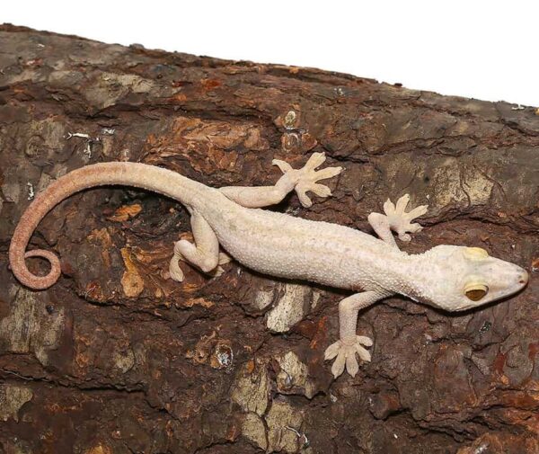 Hypo White Lined Gecko for sale