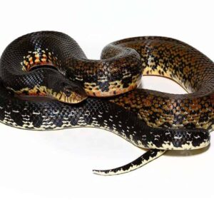 Madagascar Giant Hognose Snake for sale