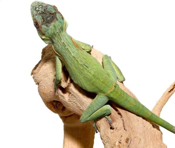 Smallwood’s Anole for sale