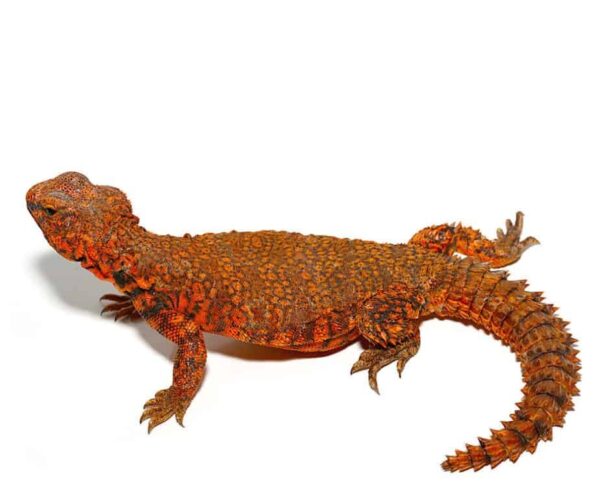 Super Red Uromastyx for sale
