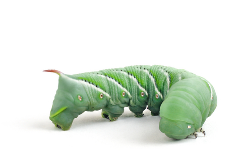 Hornworms for Sale